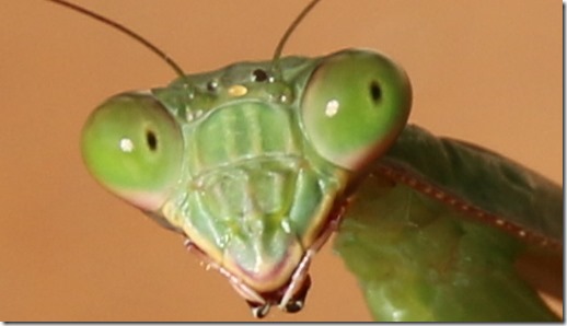 Image result for praying mantis eyes